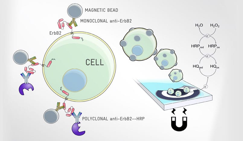 Detección de ErbB2 (biomarcador de cáncer de mama) directamente en células cancerígenas